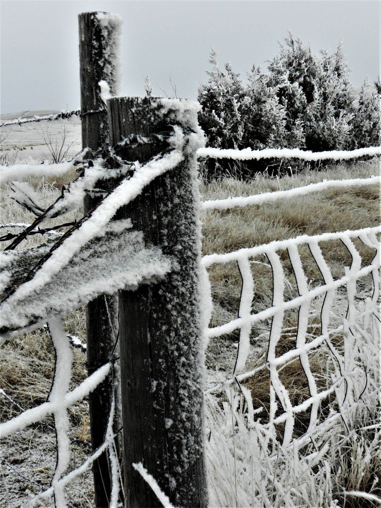 Frosty Fence